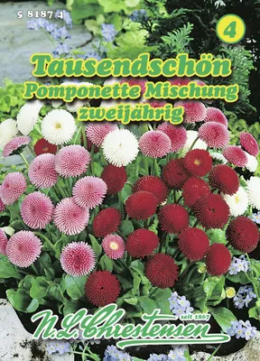 Artikelbild 1 von 'Tausendschön Pomponette Mischung' aus der Kategorie Gänseblümchensamen