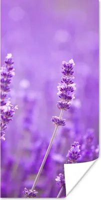 Produktbild von MuchoWow® Poster Lavendel - Nahaufnahme - Blumen - Lila 80x160 cm - Kinderzimmer