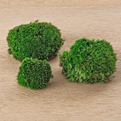 Produktbild von Lebendes Kissenmoos | Premium frisches lebendes Moos für Terrarien - Bun Moss - Kissenmoos