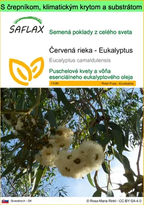 Obrázok produktu pre SAFLAX Garden to go - Červená rieka - Eukalyptus - Eucalyptus camaldulensis - 200 Semená - S črepníkom, klimatickým vekom a pestovateľským substrátom