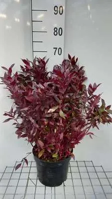 Produktbild von Leucothoe 'Zeblid' ('scarletta') - Traubenheide 30- 40 cm - Container