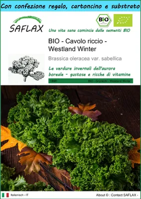 Immagine prodotto di SAFLAX Set regalo -- Cavolo riccio - Westland Winter - 70 semi - Brassica