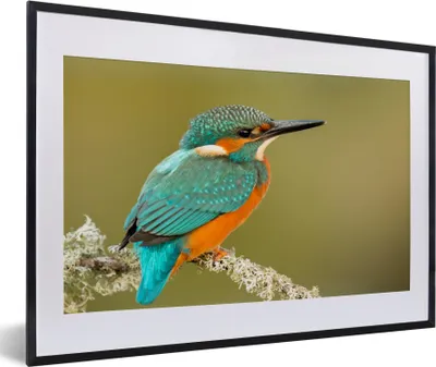 Produktbild von MuchoWow® Gerahmtes Poster Eisvogel - Tiere - Vogel 60x40 cm - Poster mit Schwarzem Bilderrahmen Wandposter Rahmen Foto Bilder - Schlafzimmer - Plakat in Rahmen - Drucken