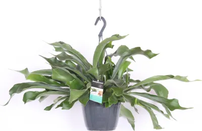 Immagine prodotto di Cesto sospeso di felci staghorn 50 cm Platycerium Bifurcatum - pianta d'appartamento - pianta verde