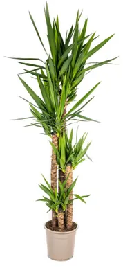 Produktbild von Yucca Elephantipes - 150-170cm - Ø27cm - Zimmerpflanze - Immergrün