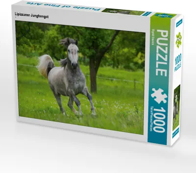 Produktbild von CALVENDO Puzzle Lipizzaner Junghengst | 1000 Teile Lege-Größe 64x48cm Foto-Puzzle für glückliche Stunden