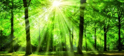 Produktbild von Leinwandbild - Motiv: Wald - 90 x 200cm