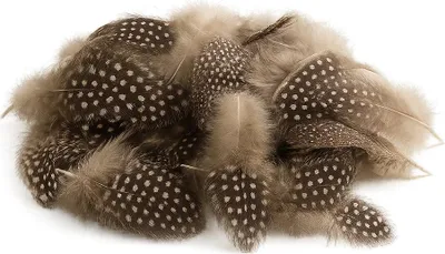 Produktbild von Perlhuhnfedern 5g ca. 60–100 Stk | Natur & Bunt | Numida meleagris | Deko DIY, Farbe:Natur