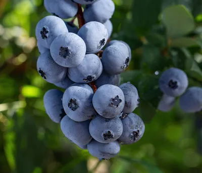 Produktbild von Dehner Bio Heidelbeere Brigitta Blue, süß-saure Beeren, 30-50 cm, Ø Topf 13 cm, Beerenstrauch