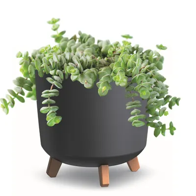 Produktbild von Blumentopf mit Füßen Weiß matte Pflanzkübe D 30 cm  Kunststoff Töpfe Hoh Übertöpfe Geldbaum Kakteen Gummibaum Glücksfeder