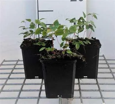 Produktbild von 6 x  Epimedium young. 'Niveum' - Elfenblume - Topf 9 x 9 cm