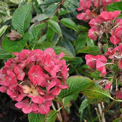Image de 2 x  Hortensia  - Hydrangea macrophylla « Alpengluhen »  | 25-30 cm en pot