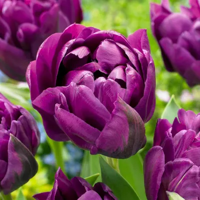 Produktbild von Green boutiQ - 24x Tulipa Double Lilac - Gefüllte Flieder-Tulpe - Lila - Frühlingsblüher - Zwiebelgröße 11/12