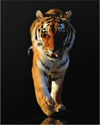 Produktbild von Wallario Poster - Laufender Tiger, Kunstdruck Größe: 40 x 50 cm