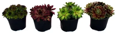 Produktbild von Fetthenne – Set mit 4 verschiedenen Sempervivum-Arten