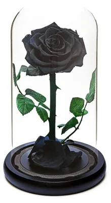 Ewige Rose, handgefertigt, 5 Jahre haltbar, schwarz, 20x15x15 cm
