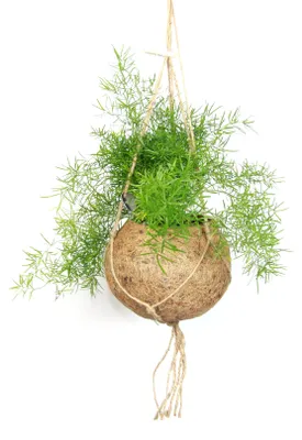 Obrázek produktu pro Kokodama Asparagus sprengeri (L)