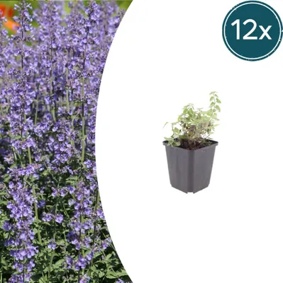 Image de Nepeta 'Grol' | 12 pièces - 10-25cm - Ø9cm - Plante de jardin