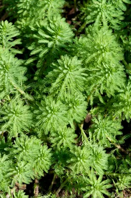 Produktbild von Myriophyllum Red Stem - Rotstängelige Papageienfeder - Teichpflanzen Winterhart - Wasserpflanzen - Zone 2-3-4-5 - Höhe 10-20 cm - Topf 11 cm