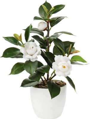 Immagine prodotto di Vaso di plastica con fiori di camelia artificiali per decorazione