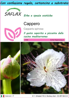 Immagine prodotto di SAFLAX Set regalo - Cappero - 25 semi - Capparis