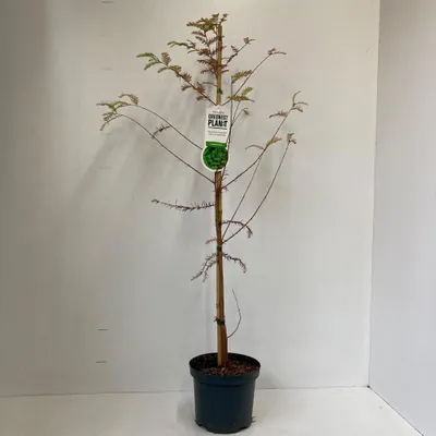 Zdjęcie produktu dla Taxodium distichum – cyprys bagienny | 80–100 cm w doniczce