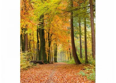 Obrázok produktu pre Dimex fototapeta MS-3-0099 Jesenný les 225 x 250 cm