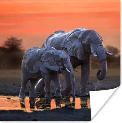 Produktbild von MuchoWow® Poster Zwei Elefanten bei Sonnenuntergang 50x50 cm - Wohnzimmerdekoration