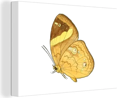 Produktbild von MuchoWow® - Leinwandbilder - Schmetterling - Insekt - Gelb, Wandbild, Wanddeko Bilder Wohnzimmer, 30x20 cm