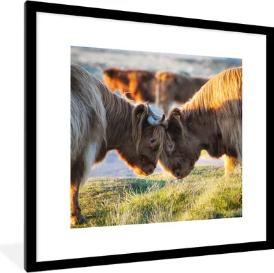Produktbild von MuchoWow® Gerahmtes Poster Schottische Highlander - Tiere - Sonne 40x40 cm - Poster mit Schwarzem Bilderrahmen Wandposter Rahmen Foto Bilder - Poster - Plakat im Rahmen