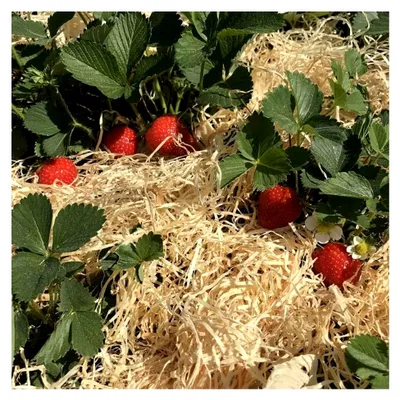 Produktbild von Holzwolle für Erdbeeren 2Kg - Unbehandelte Holzwolle aus Deutschland - Stroh für Erdbeeren - Erdbeer- und Gemüsewolle - 100% naturbelassen und kompostierbar