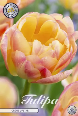 Artikelbild 2 von 'Tulpe Cream Upstar (7 Stück)' aus der Kategorie Tulpenzwiebeln