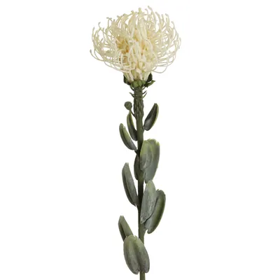 Produktbild von Kunstblume PROTEA. 61 cm. Zuckerbusch in CREME