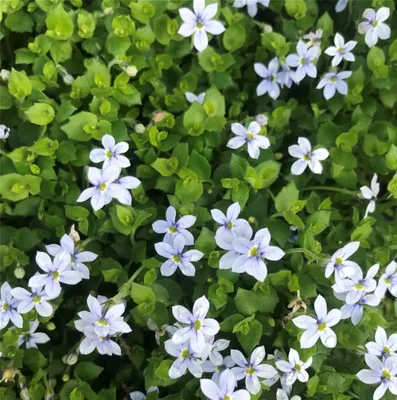Produktbild von Garten-Scheinlobelie 'Blue Star' - Isotoma fluviatilis 'Blue Star', blauer Bubikopf, im Topf 12 cm - 12 cm