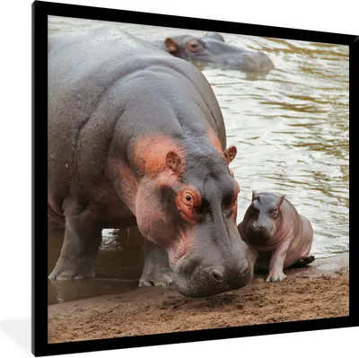 Produktbild von MuchoWow® Gerahmtes Poster Tiere - Nilpferde - Baby 40x40 cm - Poster mit Schwarzem Bilderrahmen Wandposter Rahmen Foto Bilder - Mit Rahmen - Wanddekoration Schlafzimmer