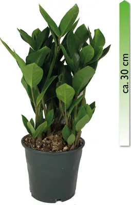 Produktbild von Zamioculcas zamiifolia, im 14cm Topf, Glücksfeder, Höhe ca. 30cm