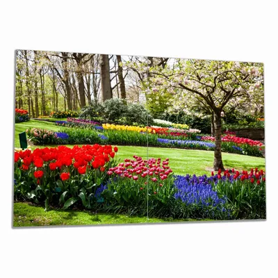 Produktbild von Wallario Herdabdeckplatte aus Glas, Größe 80 x 52 cm 2-teilig, Motiv Bunte Blumen und Kirsch-Baum im Park blühen im Frühling