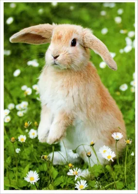 Produktbild von Postkarte "Kaninchen"