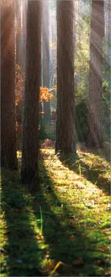 Produktbild von Wallario Poster - Sonnenstrahlen im Herbstwald, Kunstdruck Größe: 80 x 200 cm