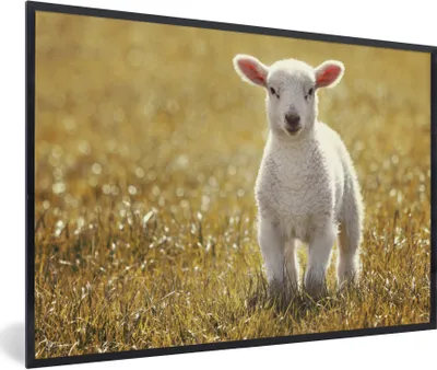 Produktbild von MuchoWow® Gerahmtes Poster Lamm - Gras - Sonne 60x40 cm - Poster mit Schwarzem Bilderrahmen Wandposter Rahmen Foto Bilder - Printing - Wanddeko Schlafzimmer