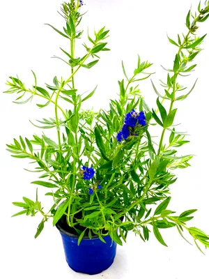 Produktbild von Ysop-Pflanze Hyssopus-officinalis