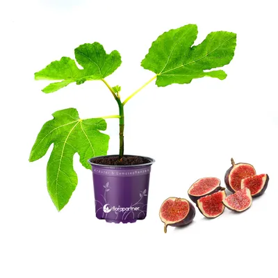 Produktbild von Feigenbaum Feige Ficus carica
