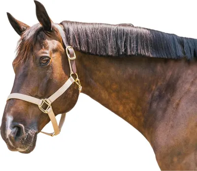 Image de Kentucky Horsewear Licol en nylon Breakaway