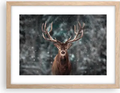 Produktbild von Gerahmtes Poster - Rahmen in heller Eiche - Hirsch Hirsch Winter - 40x30 cm - Wand Bild - Wanddeko - Wandbilder - Kunstposter - Wandposter - Bilderrahmen - Bilder - Kunstdruck - P2NAA40x30-4998