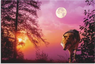 Produktbild von ARTland Wandbild Alu für Innen & Outdoor Wolf im Vollmond Größe: 90x60 cm