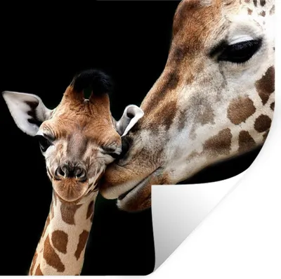 Produktbild von MuchoWow® Wandtattoo Wandsticker Wandaufkleber Giraffe - Tiere - Schwarz - Porträt - Tiere 80x80 cm Selbstklebend und Repositionierbar - Wierderverwendbar - Selbstklebend