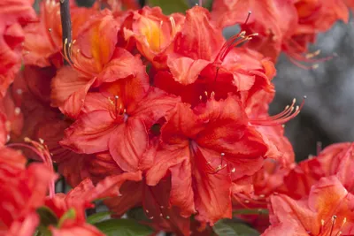 Produktbild von Rhododendron luteum 'Feuerwerk', gelb-orange, 40–50 cm