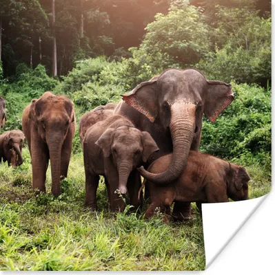 Produktbild von MuchoWow® Poster Elefanten aus dem Wald 100x100 cm - Babyzimmer