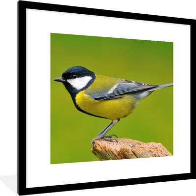 Produktbild von MuchoWow® Gerahmtes Poster Vogel - Kohlmeise - Tiere - Grün 40x40 cm - Poster mit Schwarzem Bilderrahmen Wandposter Rahmen Foto Bilder - Poster - Plakat im Rahmen