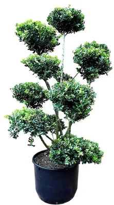 Produktbild von Japanischer Ilex Gartenbonsai 150–160 cm – immergrüner Bonsai winterhart – Buchsbaum Alternative